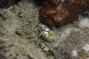 Seabed Prints: Octopus, Dominica, West Indies, Caribbean, Central America