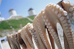 Delicacy Prints: Octopus drying in the sun