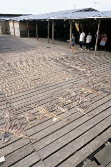 Octopus and fish drying in the sun at Sempornas fish market