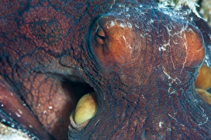 Textured Prints: Octopus (Octopus cyanea), Sulawesi, Indonesia, Southeast Asia, Asia