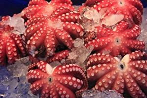 Images Dated 30th September 2009: Octopus, Tsukiji fish market, Tokyo, Japan, Asia
