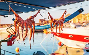 Close Up View Prints: Octopuses hung up to dry on washing lines, Chania, Crete, Greek Islands, Greece, Europe