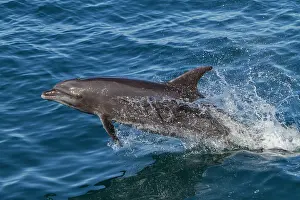 Playful Prints: Offshore bottlenose dolphin leaps in Gulf of California waters near Baja California