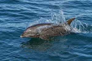 Playful Prints: Offshore bottlenose dolphin Tursiops truncatus surfacing in Gulf of California