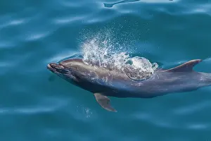 Photosynthesis Prints: Offshore type bottlenose dolphin surfaces in Gulf of California, Mexico, creating splash