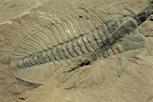 Canadian Prints: Ogygiopsis klotzi, fossil, trilobite 50mm long with small fault through it