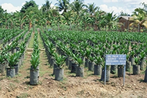 Nurseries Prints: Oil palm saplings (Elaeis Guineensis)