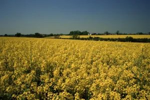 Essex Prints: Oil seed rape fields, Essex, England, United Kingdom, Europe