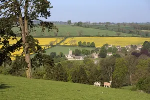 Oilseed Rape Prints: Oilseed rape fields and sheep above Cotswold village