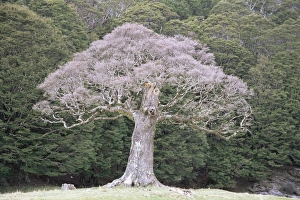 Beech Tree Prints: Old beech tree