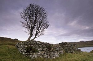 Bare Prints: Old blackhouse ruin and tree
