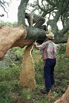 Two Men Prints: Old cork oak is stripped