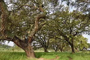 Alentejo Prints: Old cork oak trees stand in a plantation in Alentejo region of Portugal during daylight