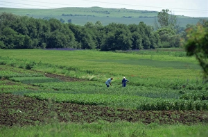 Old couple hoeing their private vegetable allotment, Grudovo, Bulgaria, Europe
