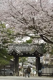 Japanese Gallery: Old couple walking through gate under spring cherry tree blossom