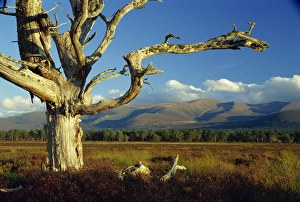 Bare Prints: Old and dead Scots pine tree