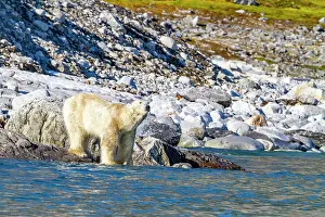 Seasonal Changes Prints: An old, emaciated adult male polar bear (Ursus maritimus) desperately searching for food in the Svalbard Archipelago