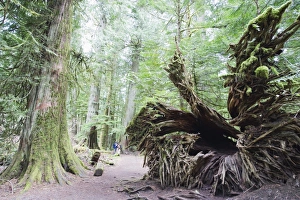 Images Dated 20th April 2009: Old growth forest in Cathedral Grove, MacMillan Provincial Park, Vancouver Island