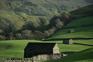 Rolling Landscape Prints: Old hay barns, above Muker, Swaledale, Yorkshire Dales National Park, Yorkshire, England