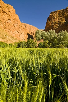 Images Dated 19th May 2008: Old ksar in the Dades Gorge, Morocco, North Africa, Africa