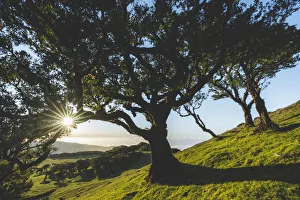 Old laurel tree and green meadows at sunset, Fanal forest, Madeira island, Portugal