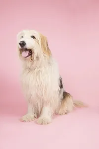 Oldest Prints: Old longhaired white dog on pink background