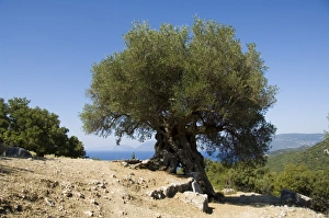 Cephalonia Prints: Very old olive tree