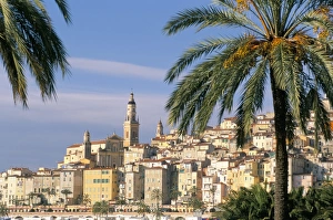 Menton Prints: Old town framed by palms, Menton, Alpes-Maritimes, Cote d Azur, Provence