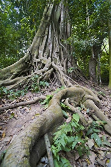 Over Grown Prints: Old twisted roots in the forest at the Kuang Si Waterfalls