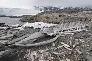 Images Dated 22nd February 2009: Old whale skeleton, Jougla Point near Port Lockroy, Antarctic Peninsula