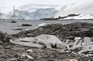 Whales Prints: Old whale skeleton, Jougla Point near Port Lockroy, Antarctic Peninsula