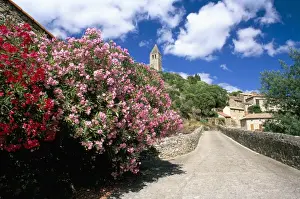 Herault Prints: Oleander in flower, with village and 15th century tower beyond, Olargues