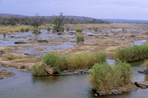 Kruger Prints: Olifants river, Kruger National Park, South Africa, Africa
