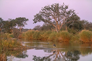 Olifants River, Kruger National Park, South Africa, Africa