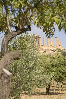 Grove Prints: Olive and almond trees and the Temple of Juno, Valley of the Temples, Agrigento