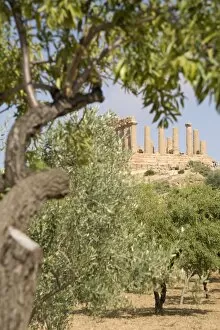Images Dated 10th June 2007: Olive and almond trees and the Temple of Juno, Valley of the Temples, Agrigento