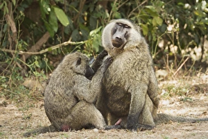 Uganda Prints: Olive Baboon (Anubis baboon), Uganda, Africa