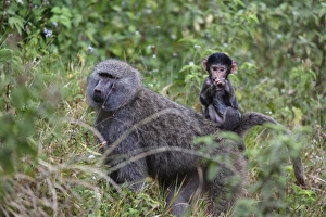 Olive baboon with baby on back (Papio anubis), Arusha National Park, Tanzania, East Africa Olive baboon with baby on back (Papio anubis), Arusha National Park, Tanzania, East Africa