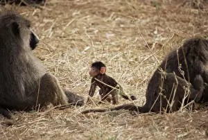 Tanzanian Prints: Olive baboon female and infant (Papio cynocephalus anubis), Tarangire National Park