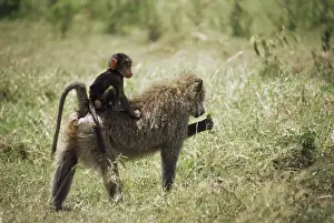 Assisting Prints: Olive baboon mother and baby (Papio cynocephalus anubis)