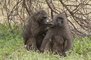 Samburu Prints: Olive baboon (Papio anubis), Samburu National Park, Kenya, East Africa, Africa