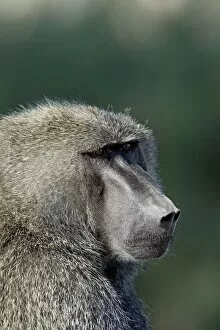 Images Dated 29th September 2007: Olive baboon (Papio cynocephalus anubis), Samburu National Reserve, Kenya