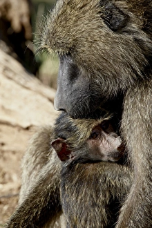 Images Dated 29th September 2007: Olive baboon (Papio cynocephalus anubis) mother and infant, Samburu National Reserve