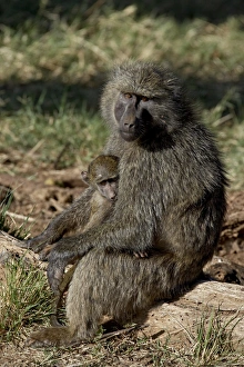 Images Dated 29th September 2007: Olive baboon (Papio cynocephalus anubis) mother and infant, Samburu National Reserve