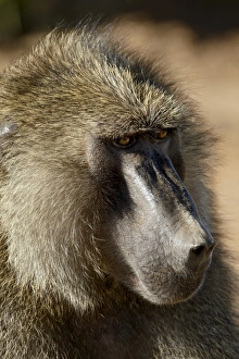 Images Dated 29th September 2007: Olive baboon (Papio cynocephalus anubis), Samburu National Reserve, Kenya