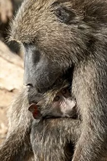 Images Dated 29th September 2007: Olive baboon (Papio cynocephalus anubis) mother and infant, Samburu National Reserve