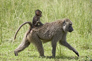 Images Dated 10th February 2007: Olive baboon (Papio cynocephalus anubis) infant riding on its mothers back