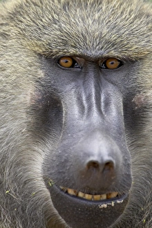 Images Dated 10th February 2007: Olive baboon (Papio cynocephalus anubis), Serengeti National Park, Tanzania