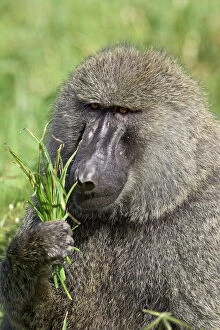 Head And Shoulders Gallery: Olive baboon (Papio cynocephalus anubis) eating grass, Serengeti National Park