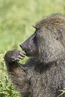 Images Dated 9th February 2007: Olive baboon (Papio cynocephalus anubis) eating, Serengeti National Park